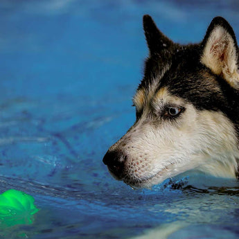 Nite Ize GlowStreak Wild LED Ball - Disc-O - (GSBW-07-R8)