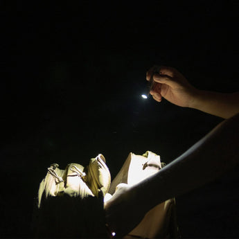 Olight I3T EOS Dual-Output Slim EDC Flashlight - Philips LUXEON TX CW LED - 180 Lumens - Includes 1 x AAA - Black and Additional Colors - Limited Edition Options Available