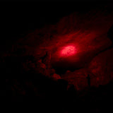 Olight Marauder Mini 2 Dual-Charging Searchlight - 10,000 Lumens, 820 Yards - Multiple Color Options