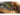 Nitecore UT27 MCT & Red Light Headlamp Informational Slide - High CRI, Three Color Temps, Lightweight Trail Running Headlamp