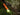 Orange Olight Baton Turbo Rechargeable LED Flashlight - Shining onto Moss