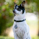 Nite Ize MicroLink Pet Tag Carabiner - 2 Pack - (TL-11-2R3)