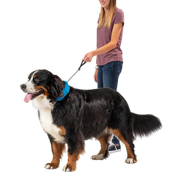 Nite Ize RadDog All-In-One Collar and Leash - X Large - Blue