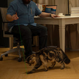 Olight O'Pen 3 LED Pen Light - Green Laser Pointer Being Used to Play with Cat