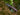 Olight Rubato Folding Knife - Damascus
