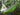 Ultimate Survival Technologies SlothCloth Camping Parachute / Tree Hammock 1.0 - Fits 1 Person - Lime and Gray (20-12164)